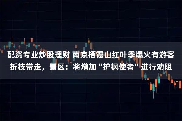 配资专业炒股理财 南京栖霞山红叶季爆火有游客折枝带走，景区：将增加“护枫使者”进行劝阻